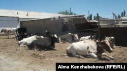 Куйдирги касалининг уй ҳайвонларидан одамга юқиши айтилади.