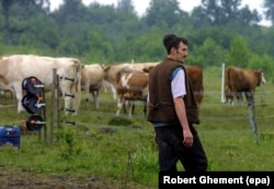 A Romanian shepherd inspects an electric fence that protects his sheep and cows from bears near the Piatra Craiului Mountains.