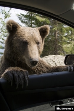 A wild brown bear peers into a car window on a Romanian mountain road.