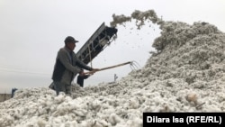 Fermerlarning klasterdan hosil pulini ololmaslik holatlari O‘zbekistonda ko‘p kuzatiladi