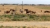 Turkmenistan. Wheat fields around A-Ahal. herd of cow , cows , shepherd man